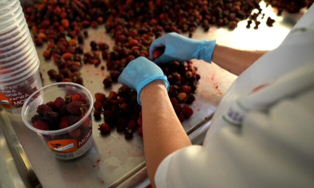 En La Ceja entregan insumos a 56 familias productoras de mora