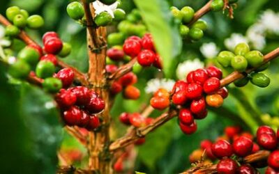 40 productores de café de Marinilla recibieron incentivos para mejorar sus ciclos productivos