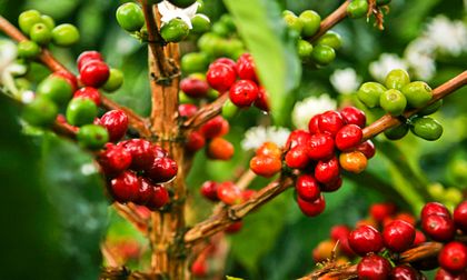 40 productores de café de Marinilla recibieron incentivos para mejorar sus ciclos productivos