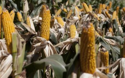 En el Bajo Cauca se sembrará maíz 4.0 para superar déficit del grano