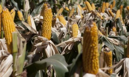 En el Bajo Cauca se sembrará maíz 4.0 para superar déficit del grano