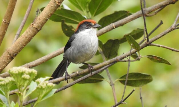 El pájaro antioqueño “montañerito paisa” podría desaparecer