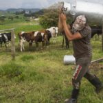 Por afectaciones en la vía botarán 80.000 litros de leche en Belmira