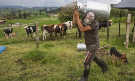 Por afectaciones en la vía botarán 80.000 litros de leche en Belmira