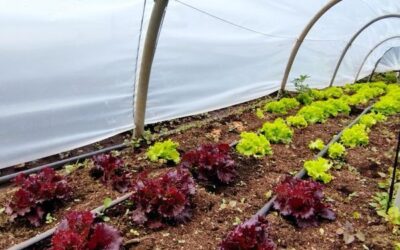 Micro invernaderos en Sonsón para proteger el medio ambiente