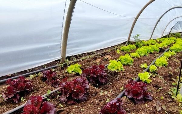 Micro invernaderos en Sonsón para proteger el medio ambiente