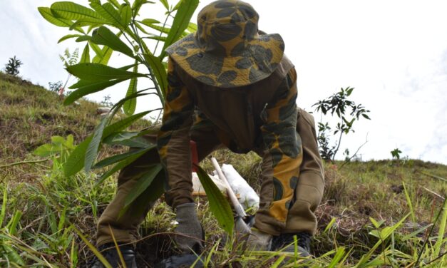 Con la siembra de más de 300 árboles se inicia la compensación ambiental por las obras de Carabobo Norte