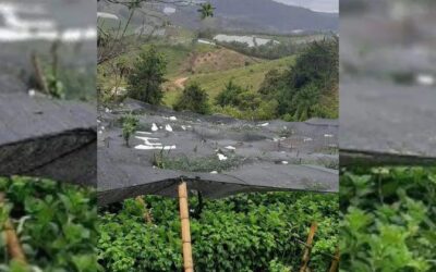Fuertes lluvias han afectado varios cultivos en San Vicente