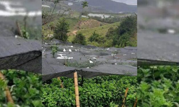 Fuertes lluvias han afectado varios cultivos en San Vicente