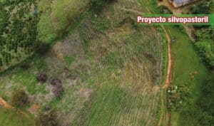 En Guadalupe se está desarrollando un proyecto Silvopastoril