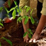Recuperación de bosques nativos en el municipio de Sonsón
