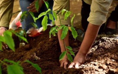Recuperación de bosques nativos en el municipio de Sonsón