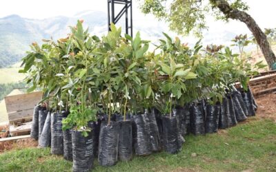 8.000 árboles de aguacate Hass prometen aumentar el desarrollo agrícola en Sonsón