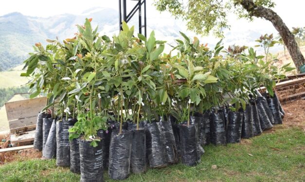 8.000 árboles de aguacate Hass prometen aumentar el desarrollo agrícola en Sonsón