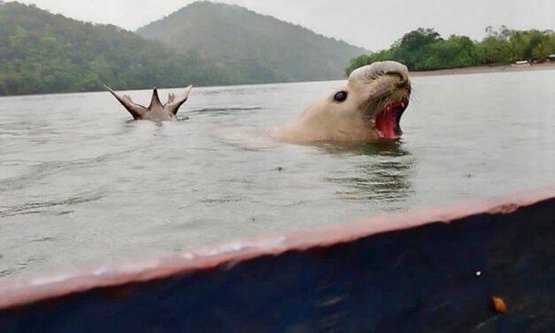 Elefante marino fue visto en el Chocó