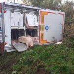Accidente de camión cargado de cerdos en Heliconia