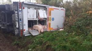 Accidente de camión cargado de cerdos en Heliconia