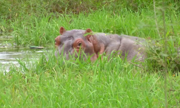 Hipopótamos colombianos próximos a irse para India y México