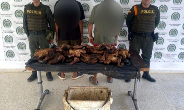 Autoridades incautaron 50 kilos de carne de chigüiro en Antioquia