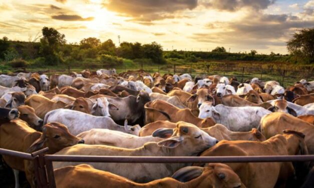 Antioquia será protagonista en la Feria Nacional de la Ganadería de Córdoba