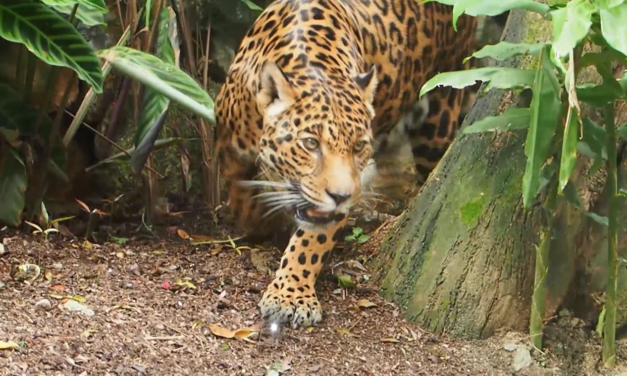Conozca los municipios de Antioquia con presencia de jaguares