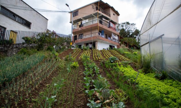 800 familias del Distrito ingresarán al proyecto Huertas Caseras