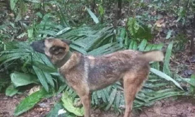 Soldados continúan trabajando para encontrar a Wilson