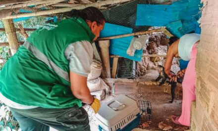Operativo Conjunto contra el Tráfico de Vida Silvestre en Girardota: Rescate de un Mono Capuchino