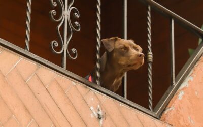 ¡Rabia Desatada! Más de 2.000 Ataques de Animales en Medellín