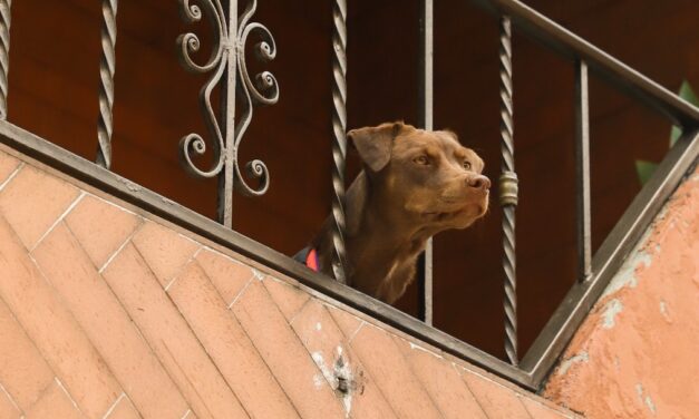 ¡Rabia Desatada! Más de 2.000 Ataques de Animales en Medellín