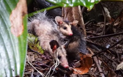 Rescate masivo de zarigüeyas en el Área Metropolitana del Valle de Aburrá revela creciente conciencia ambiental