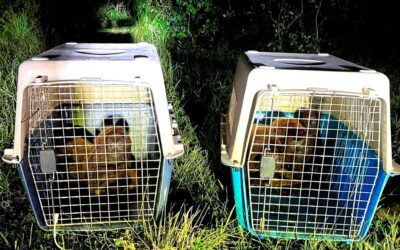 Corantioquia lidera nuevos esfuerzos de rescate y reubicación de fauna afectada por inundaciones