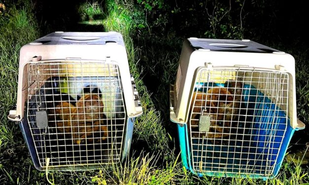 Corantioquia lidera nuevos esfuerzos de rescate y reubicación de fauna afectada por inundaciones