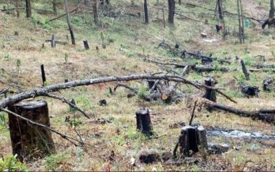 Colombia celebra un hito ecológico: Deforestación toca mínimo histórico en 23 años