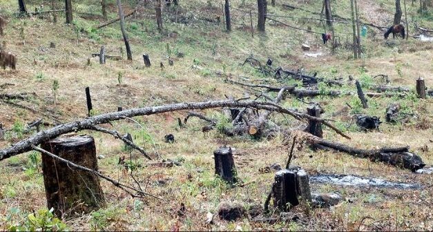 Colombia celebra un hito ecológico: Deforestación toca mínimo histórico en 23 años