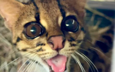 Dos tigrillas regresaron a la libertad gracias a Corantioquia