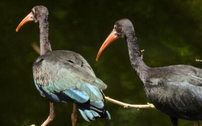 Residuos mal dispuestos amenazan la vida de coquitos y otras especies silvestres en el Valle de Aburrá