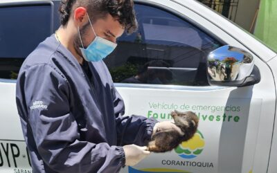 Corantioquia rescata dos crías de coatí en el occidente de Antioquia