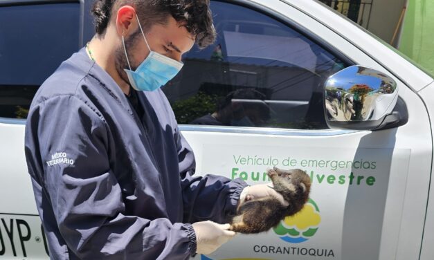 Corantioquia rescata dos crías de coatí en el occidente de Antioquia