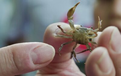 Corantioquia invertirá en la protección de una especie única de cangrejo de agua dulce