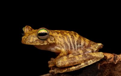 Corantioquia invita a respetar a los animales silvestres estigmatizados en Halloween