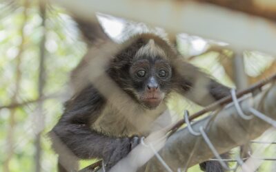 Corantioquia recibió más de 1670 animales durante 2024