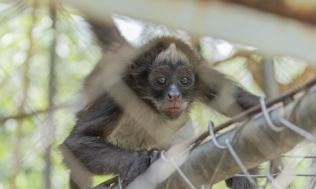 Corantioquia recibió más de 1670 animales durante 2024
