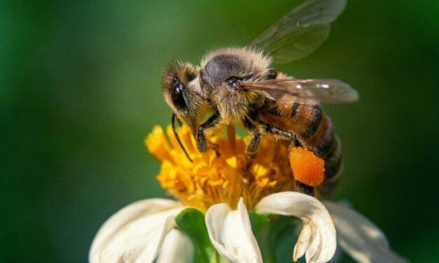 Los polinizadores, clave para la biodiversidad, enfrentan crecientes amenazas