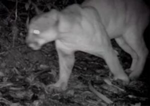 El puma que despertó a Itagüí Avistamiento Puma