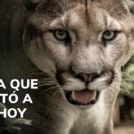 El puma que despertó a Itagüí
