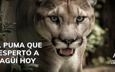 El puma que despertó a Itagüí