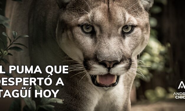 El puma que despertó a Itagüí