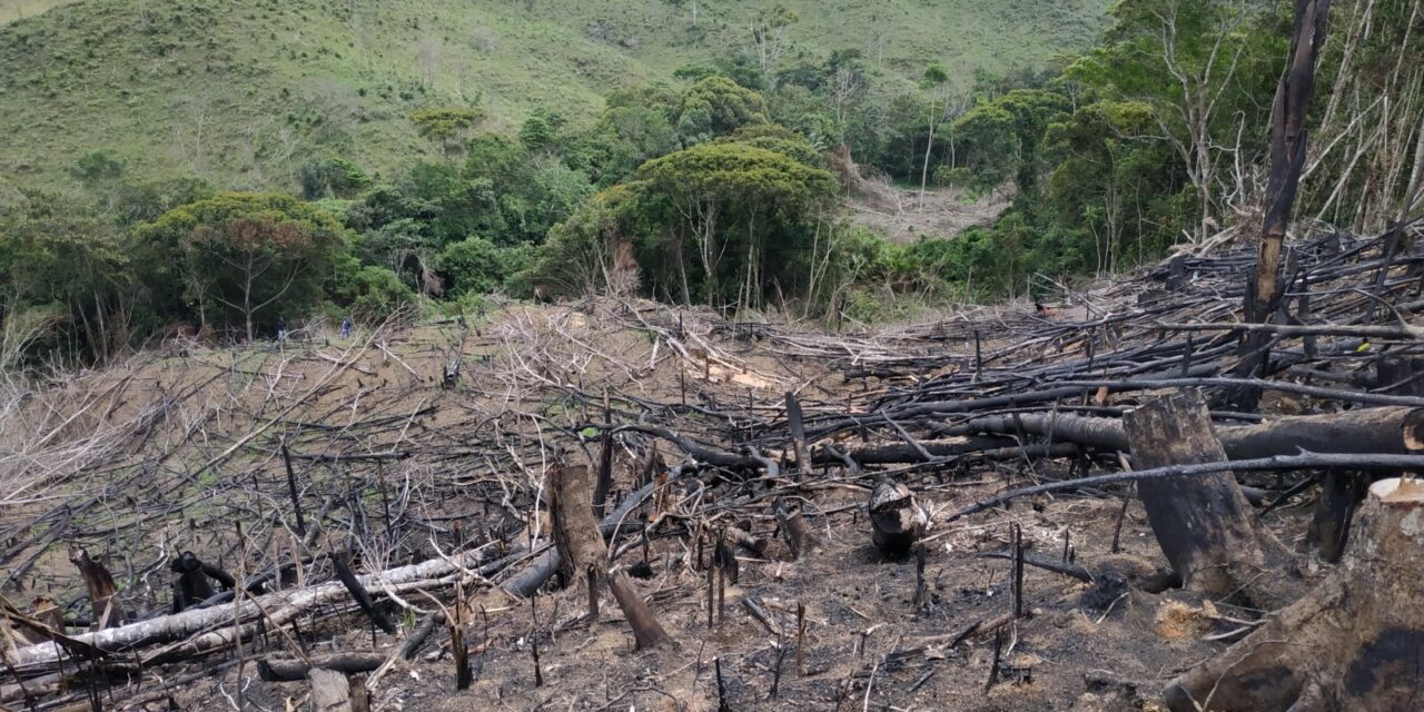 deforestación