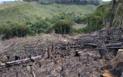 Medellín logra reducción del 15 % en deforestación durante 2024, pese a aumento a nivel nacional